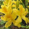 Rhododendron luteum 03
