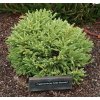 Cryptomeria Little Diamond3