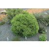 Cryptomeria Little Diamond4