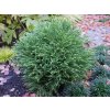 Cryptomeria Little Diamond