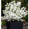 Exochorda racemosa ´NIAGARA®´- AKCIA