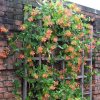 lonicera dropmore scarlet 1 P sw 500x 96e98f9d 3204 481b 9c83 fe3748c7d54a 500x