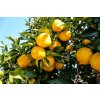 Yuzu Is the Citrus of the Season FT BLOG0125 ec1f4e5a5cd4470d8307ebbb27dc943a