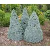 picea glauca blue wonder4