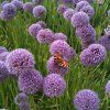 allium summer beauty 10600