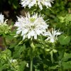 Monarda fistulosa Schneewittchen 1 1