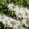 Monarda Schneewittche eins