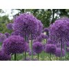 allium purple sensation 53656