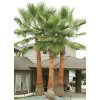 Palma Washingtonia Robusta Washingtonia Robusta 7