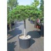 pinus nigra brepo2