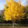 autumn gold ginkgo tree 28322723954730