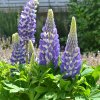 Lupinus polyphyllus Legendary Blue ShadesЛупинус5