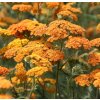 vyr 621 achillea millefolium terracota orange yarrow