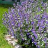Nepeta x faassenii - Kocúrnik záhradný-Akcia