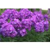 Phlox paniculata Famous Purple