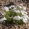 phlox subulata white delight teppich flammenblume