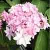 hydrangea macrophylla romance you me series h pink 224 p