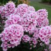 Phlox 20paniculata 20Famous 20Pink 20Eye