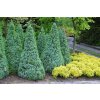 picea glauca blue wonder3