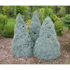 picea glauca blue wonder4