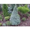 picea glauca blue wonder