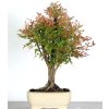 heavenly bamboo bonsai1