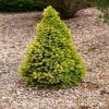 picea glauca daisy white2