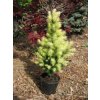 picea glauca daisy white4