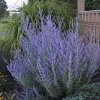 Perennial Perovskia Russian Sage