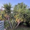 yucca aloifolia