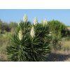 Yucca Aliofolia 1