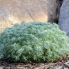 vaste tuin planten Artemisia schmidtiana Nana 4