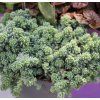 02 Jaldety Sedum Silver Roses
