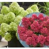 hydrangea paniculata petite cherry