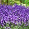 Lavandula angustifolia 'Superblue'