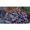 Heuchera Obsidian