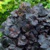 Heuchera  'Obsidian'