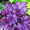Heuchera Forever Purple 3 copy jpg webp