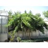 GINKGO BILOBA PENDULA extra big 2232 735