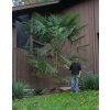 7795 1 trachycarpus fortunei winsan