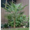 7795 trachycarpus fortunei winsan