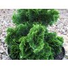 Chamaecyparis obtusa nana Gracilis3