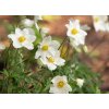 Anemone sylvestris ANESYL SHN 1 A