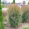 panicum v october sky 30ct flat 39663