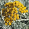HELICHRYSUM italicum Weisses Wunder 1