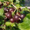 jostaberry ribes nidigrolaria p6048 45437 image