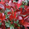 Photinia Red Robin Tree