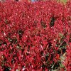Dynamo Red Photinia Blooming 2 19115