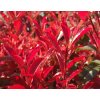 Photinia DynamoRed 01