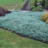 Juniperus Horizontalis Blue Chip 02 cr 1300x1300